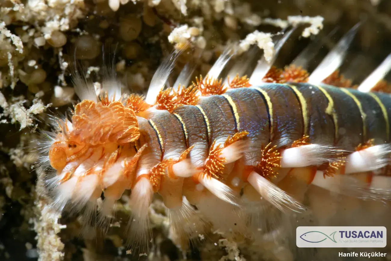 Hermodice carunculata