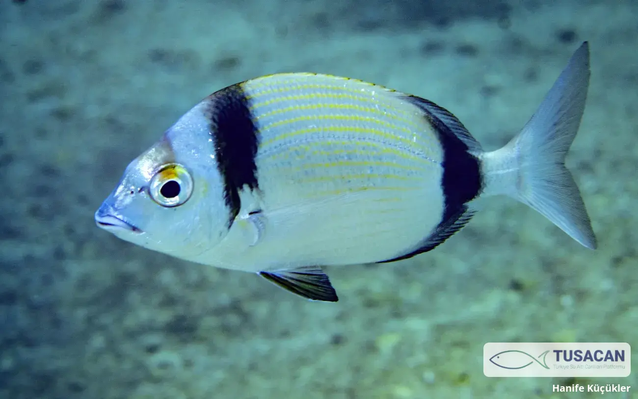 Diplodus vulgaris