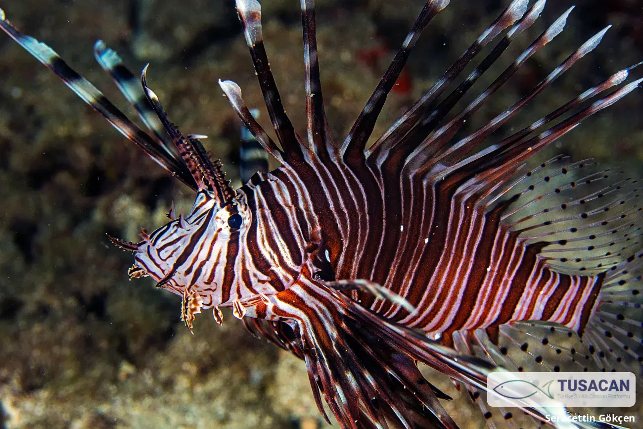 Pterois miles