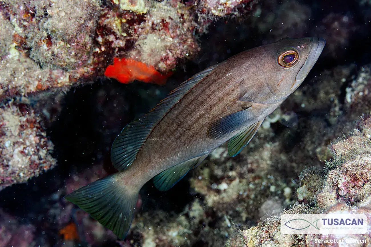 Epinephelus costae