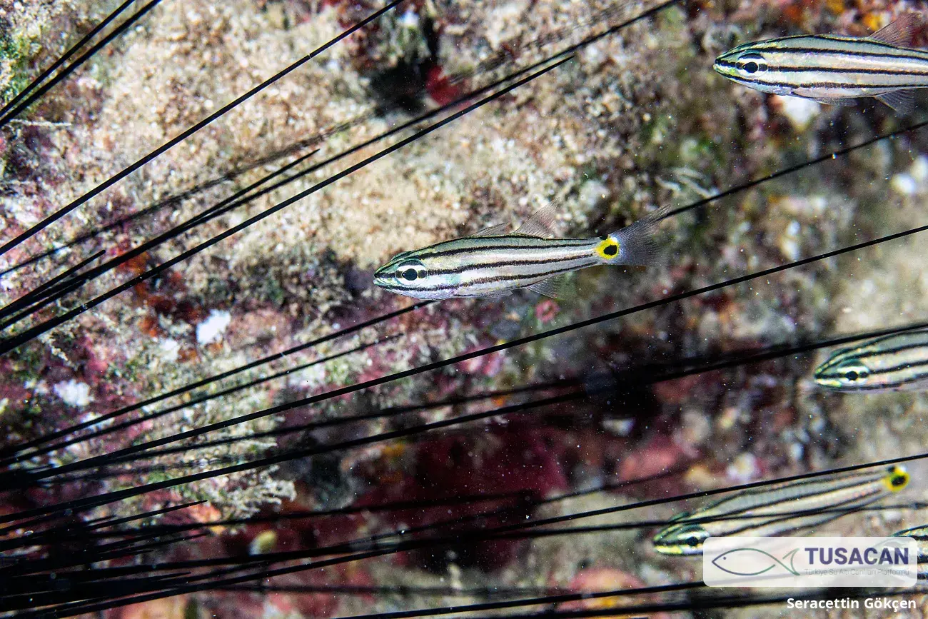Cheilodipterus novemstriatus