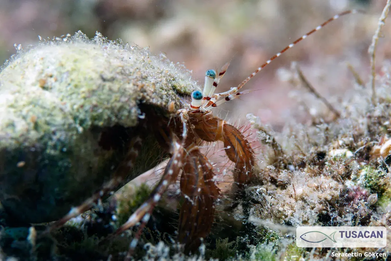 Pagurus anachoretus