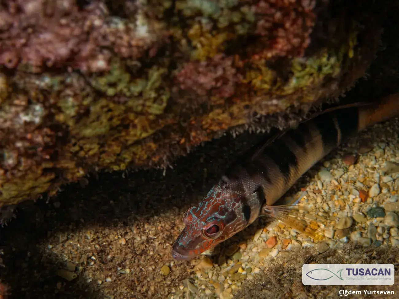 Serranus scriba