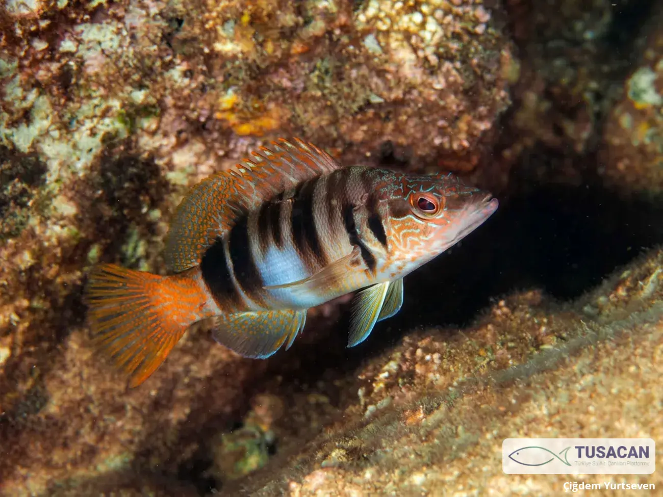Serranus scriba