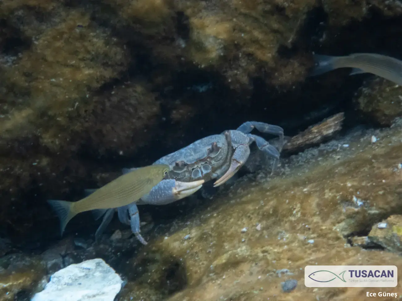 Potamon sp.
