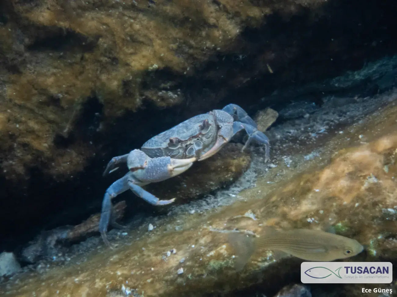 Potamon sp.