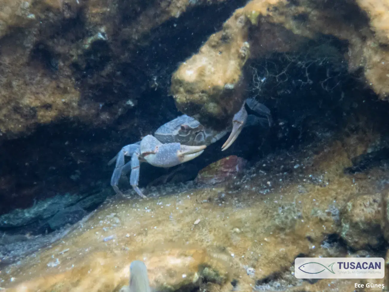 Potamon sp.
