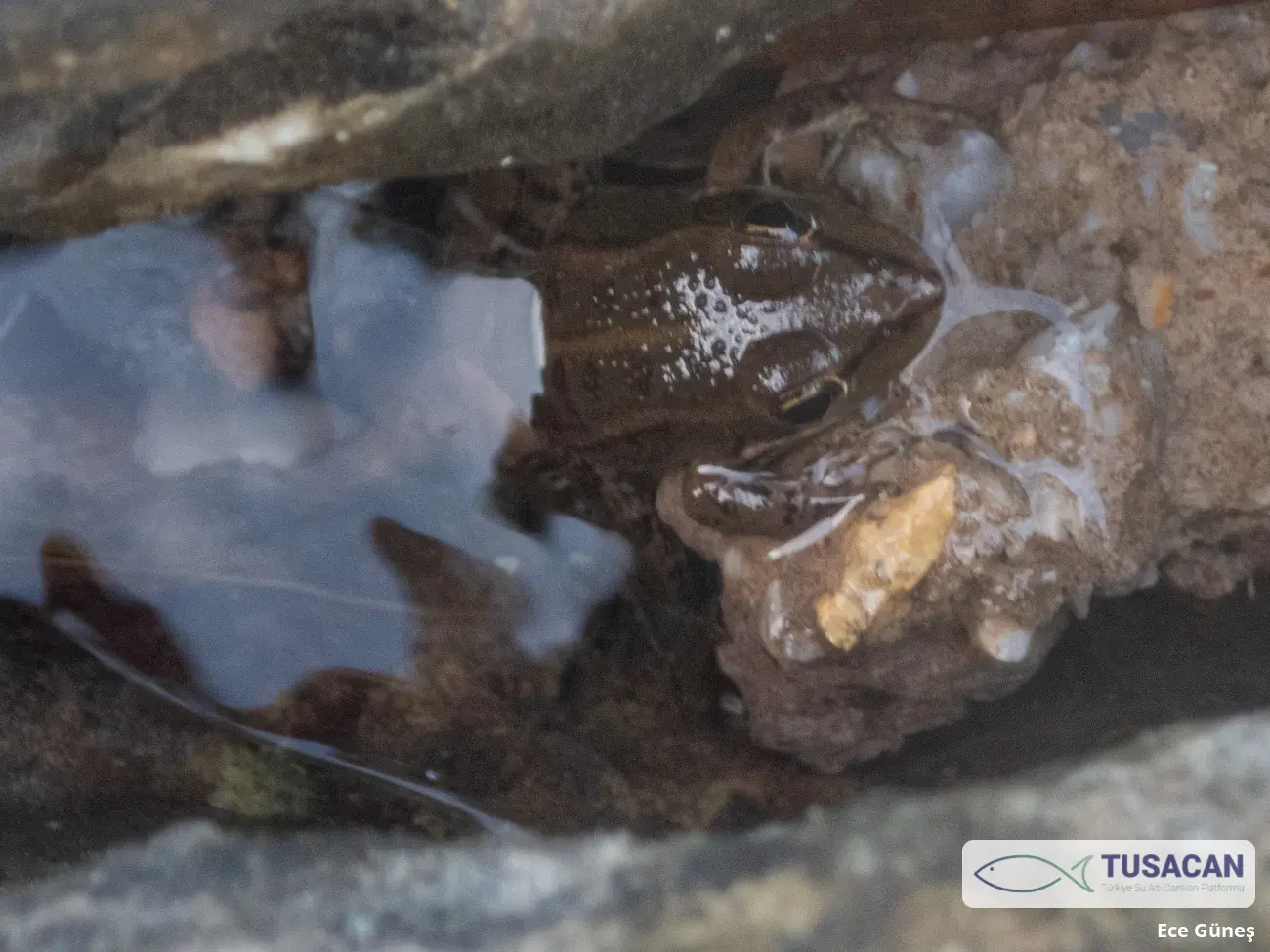 Pelophylax ridibundus