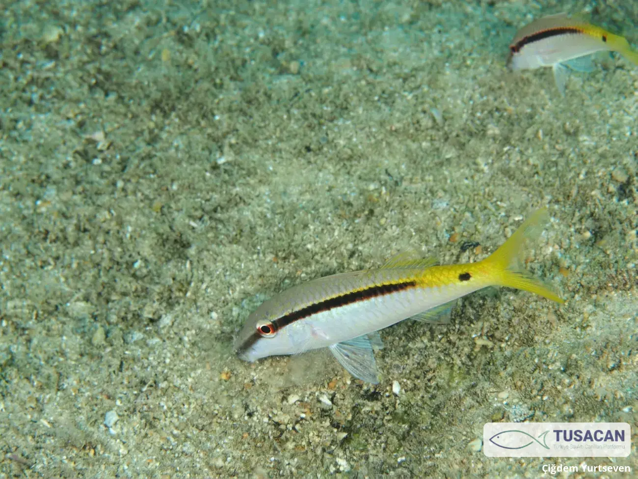 Parupeneus forsskali