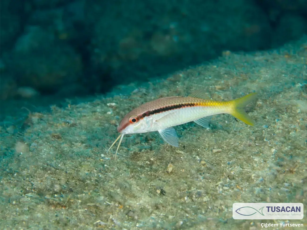 Parupeneus forsskali