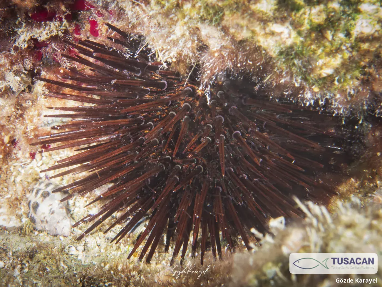 Paracentrotus lividus