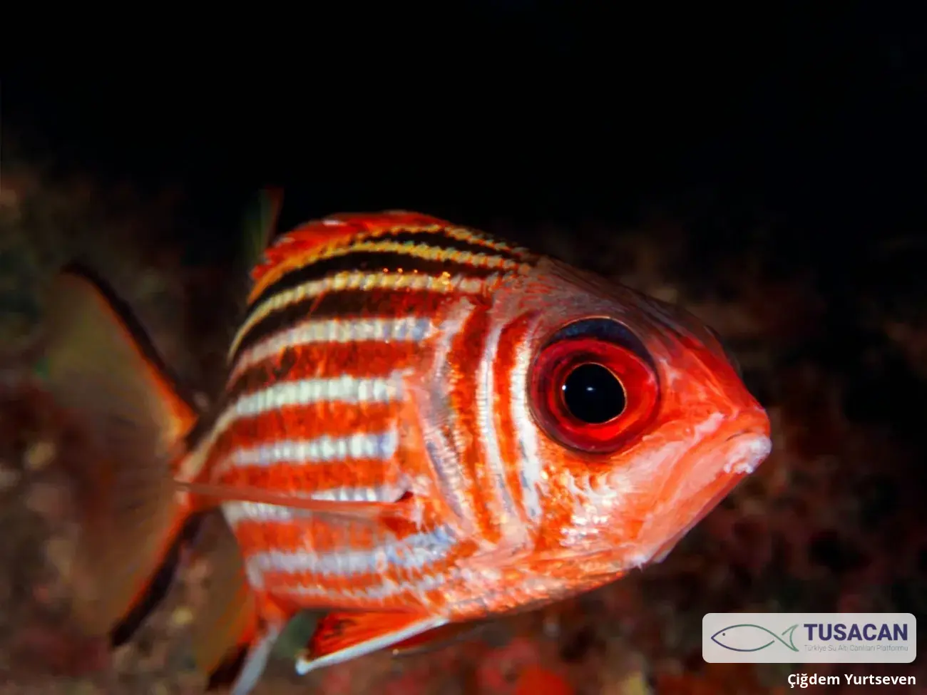 Sargocentron rubrum
