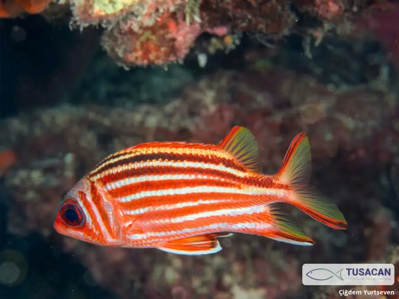 Sargocentron rubrum