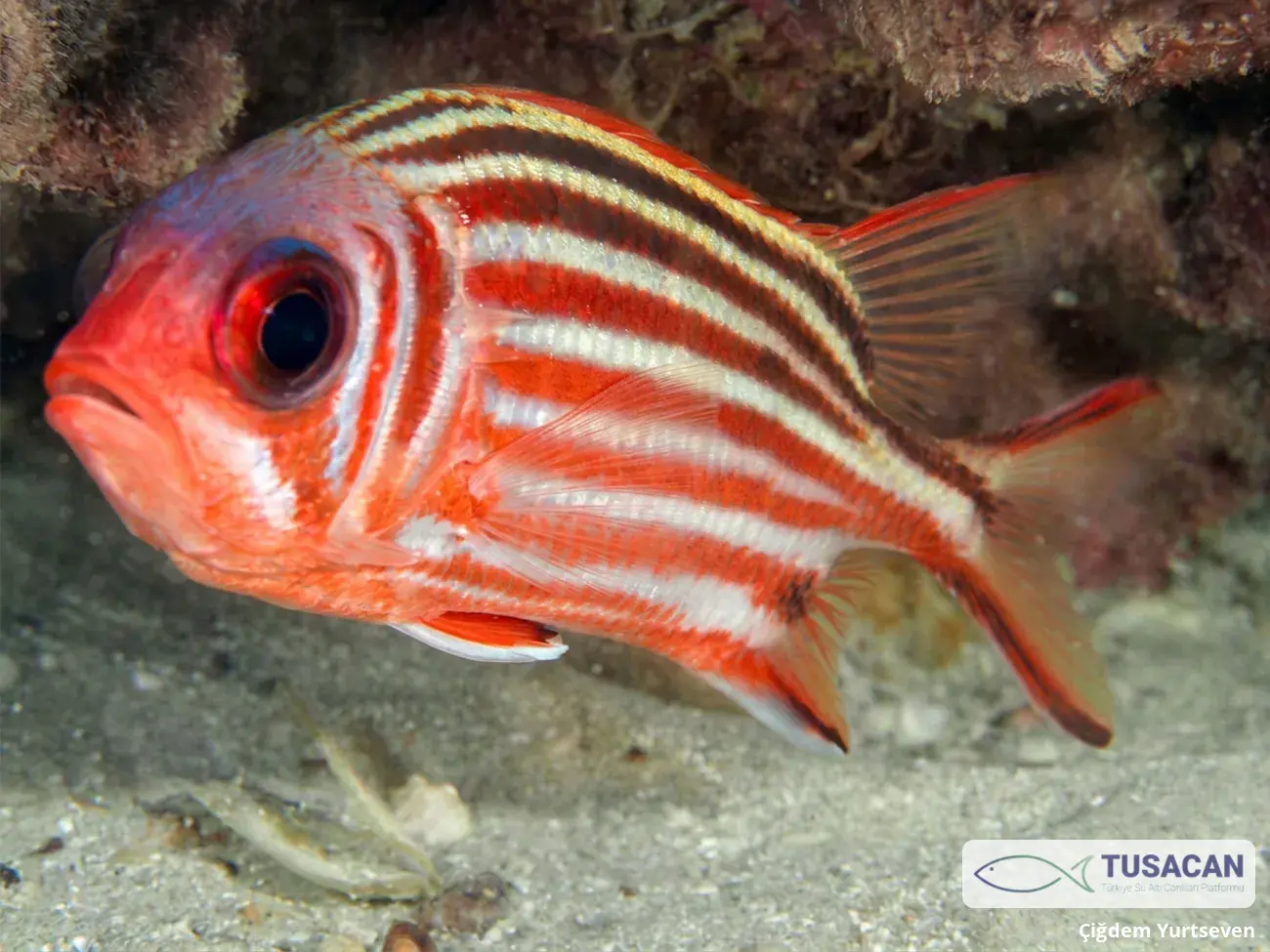 Sargocentron rubrum