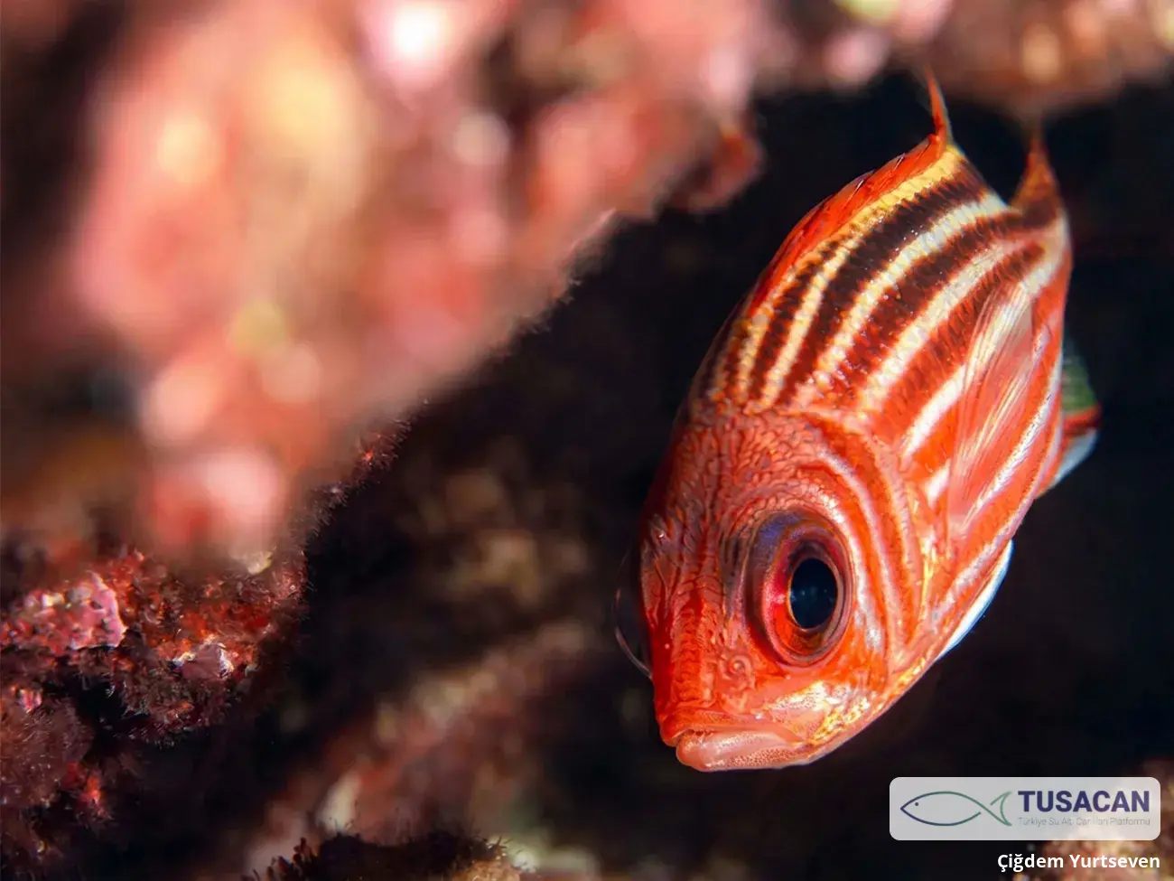 Sargocentron rubrum