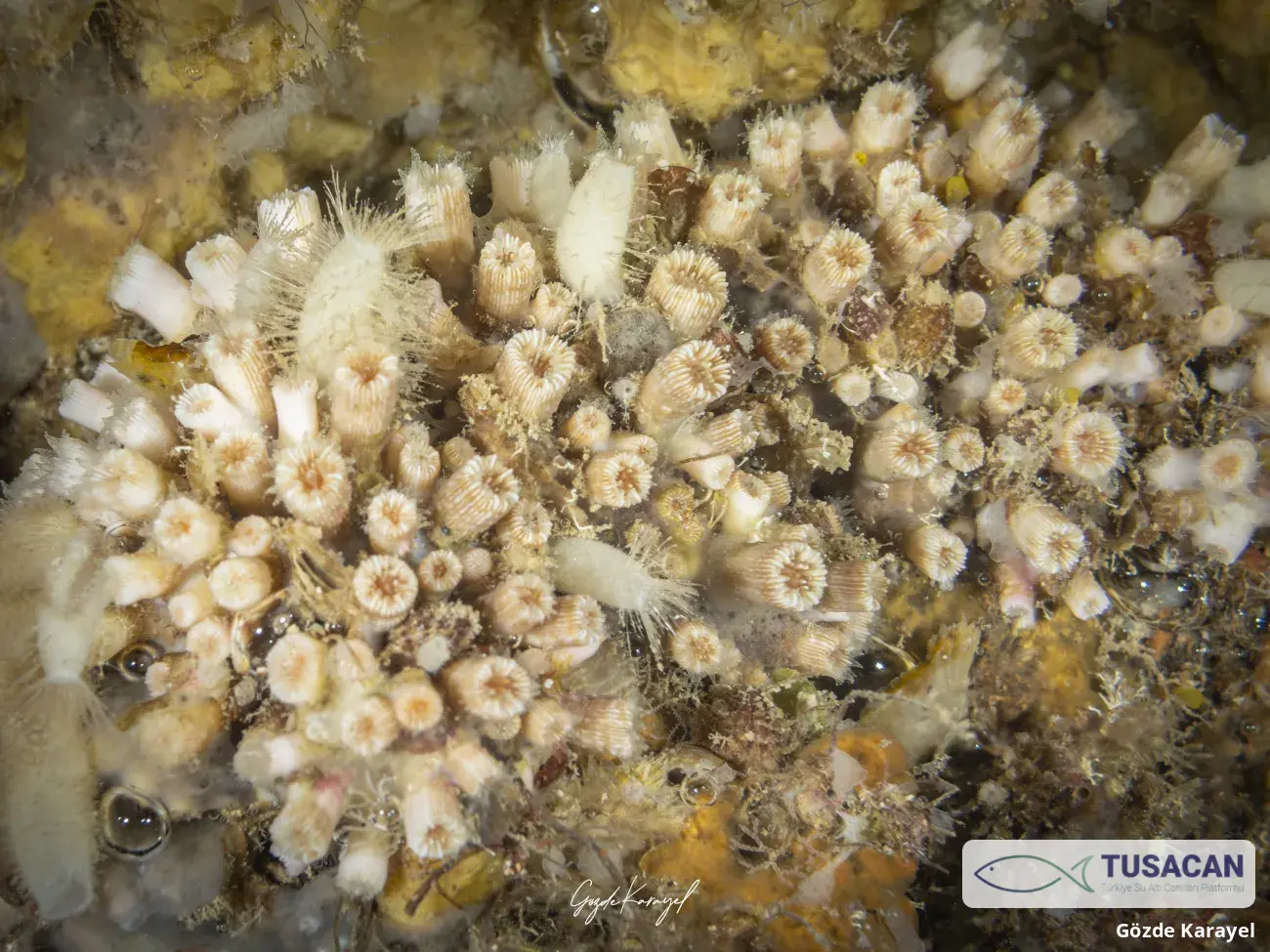 Polycyathus muellerae