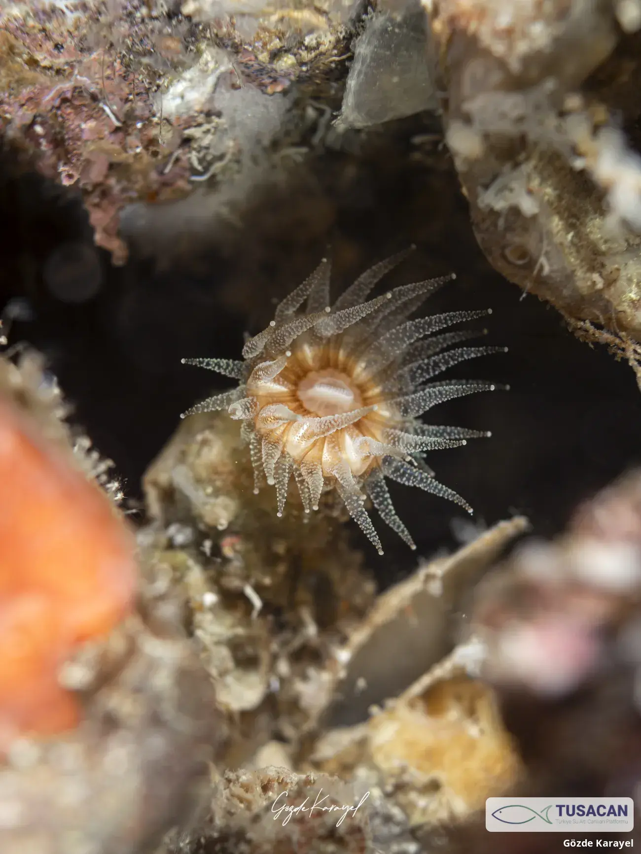 Polycyathus muellerae