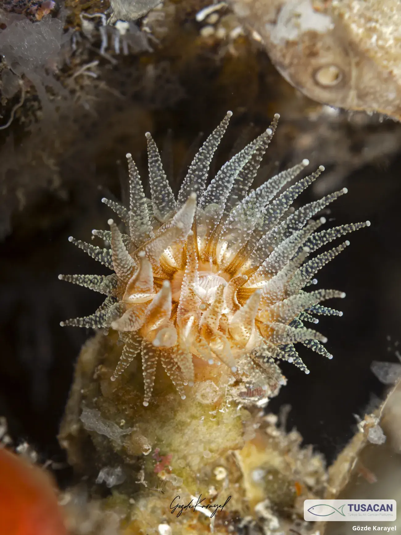 Polycyathus muellerae