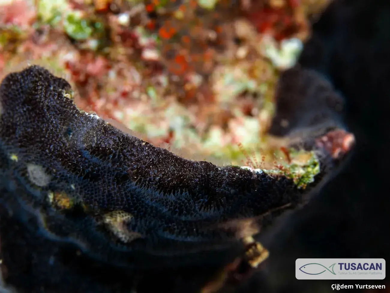 Reptadeonella violacea
