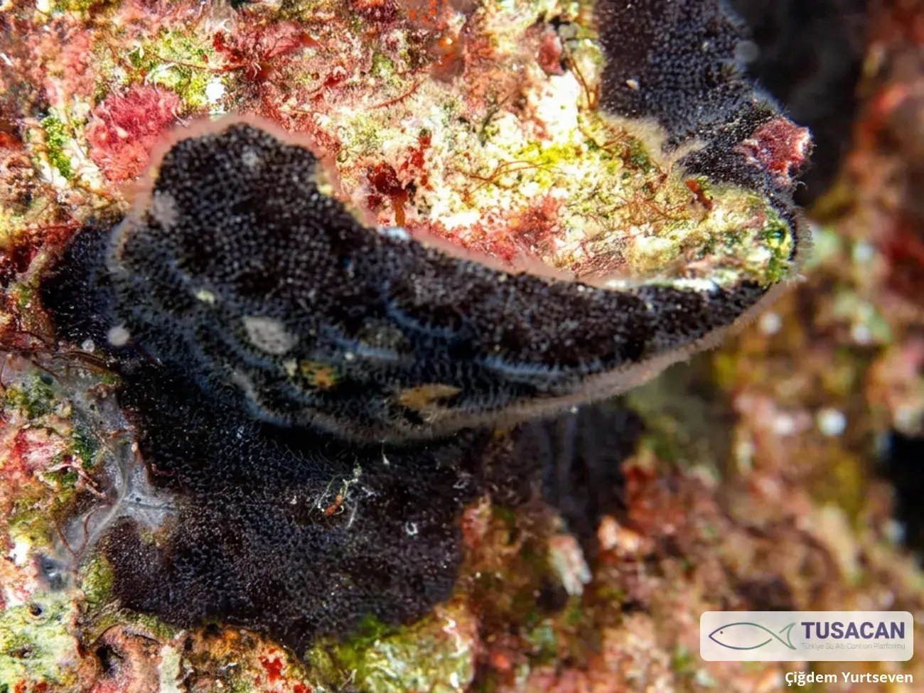 Reptadeonella violacea