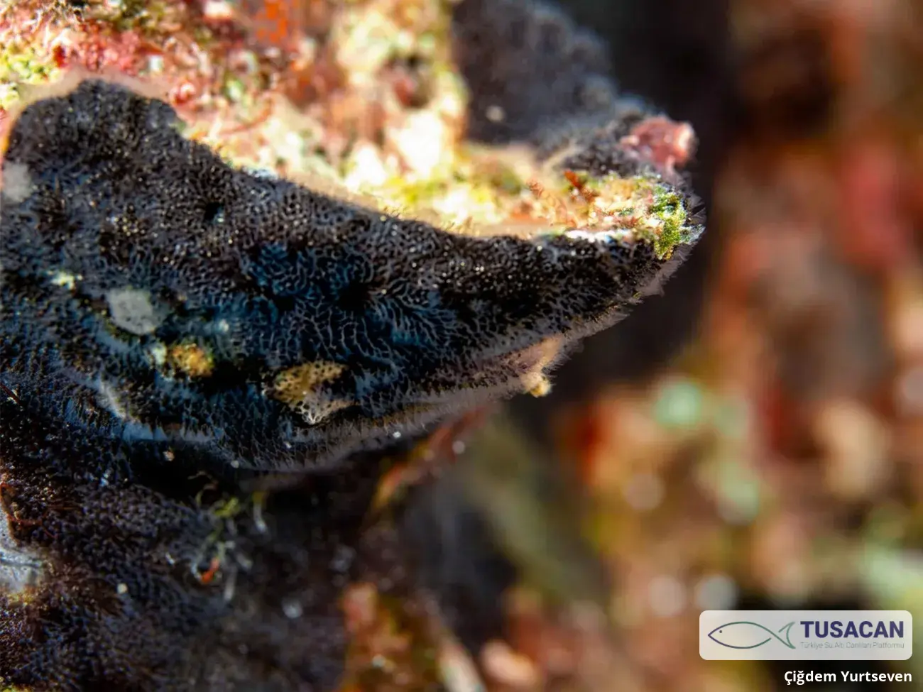 Reptadeonella violacea