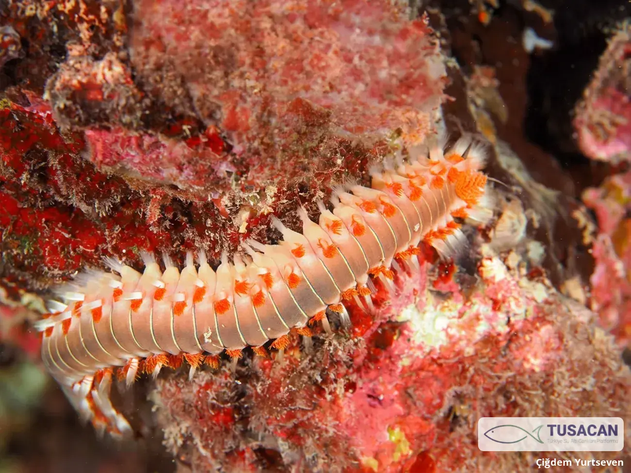 Hermodice carunculata
