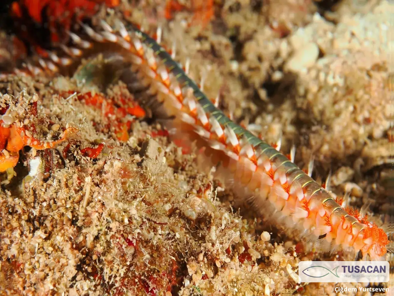 Hermodice carunculata