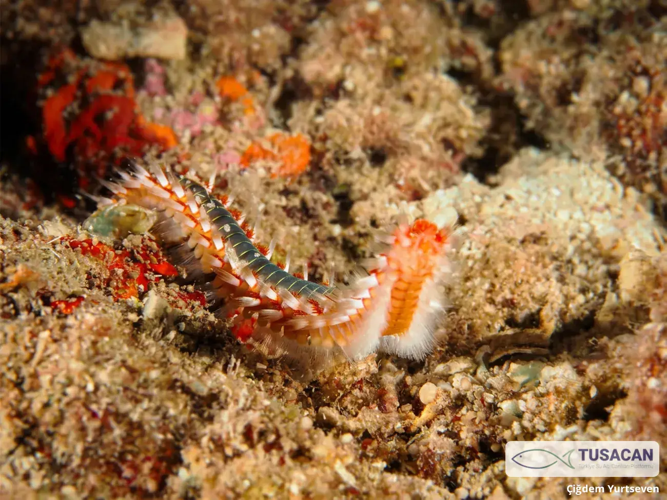 Hermodice carunculata
