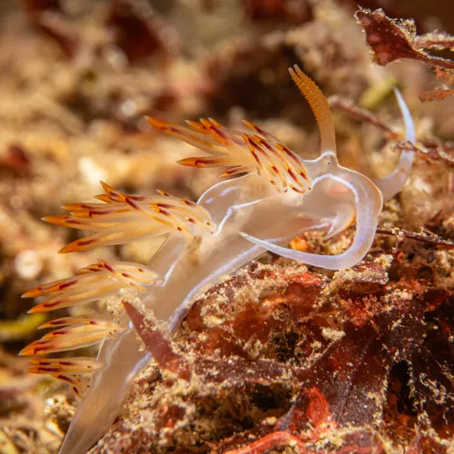 Nemesignis banyulensis