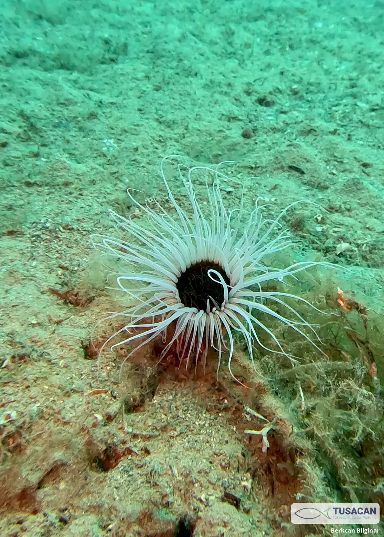 Cerianthus membranaceus