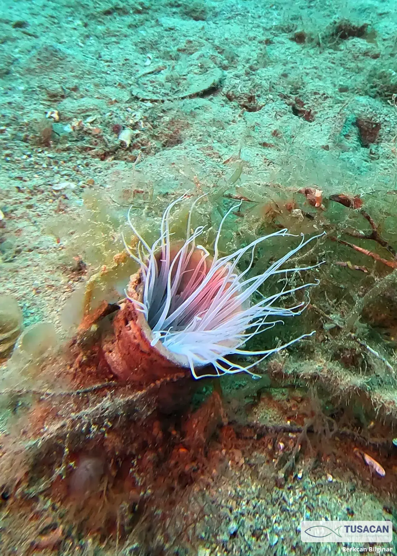 Cerianthus membranaceus