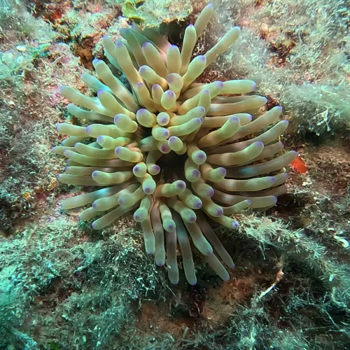 Condylactis aurantiaca