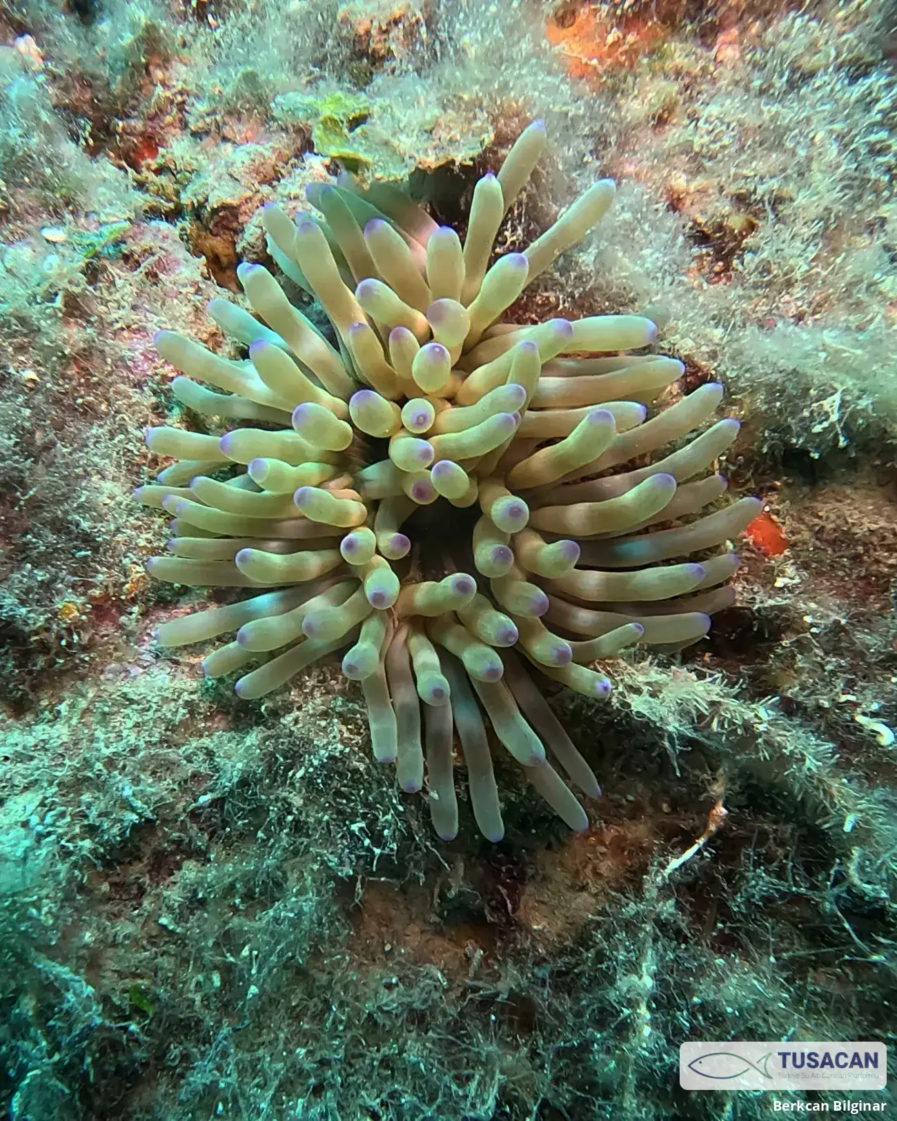 Condylactis aurantiaca