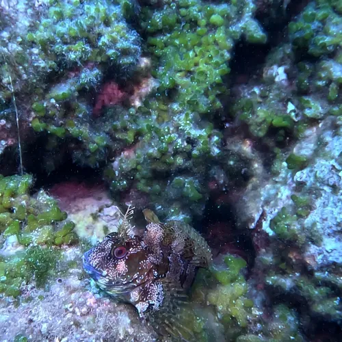 Parablennius gattorugine