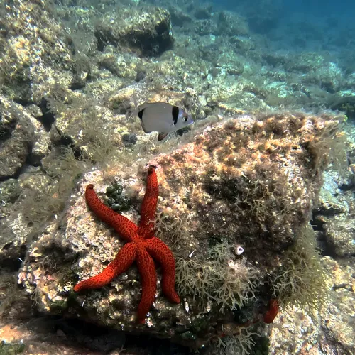 Echinaster sepositus