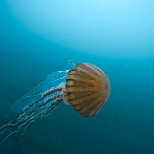 Chrysaora hysoscella