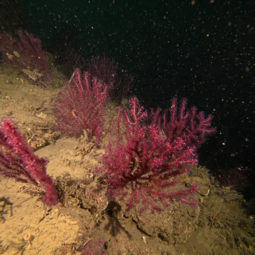 Paramuricea clavata