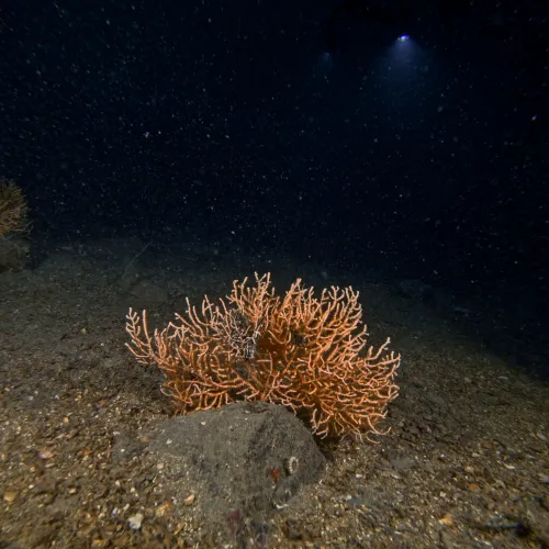 Eunicella cavolini