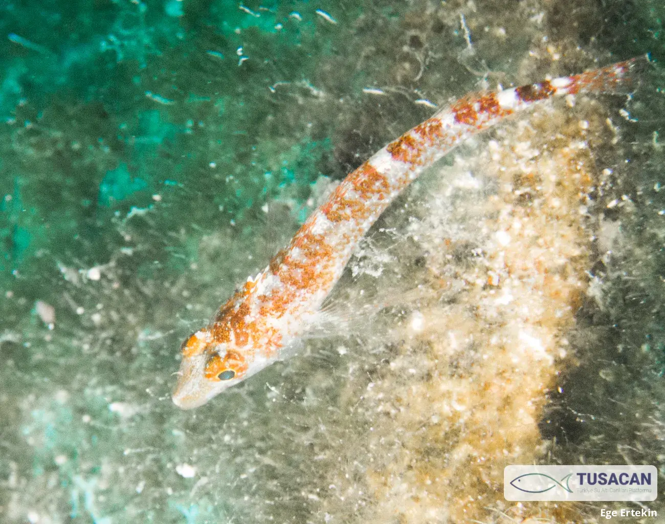 Tripterygion delaisi