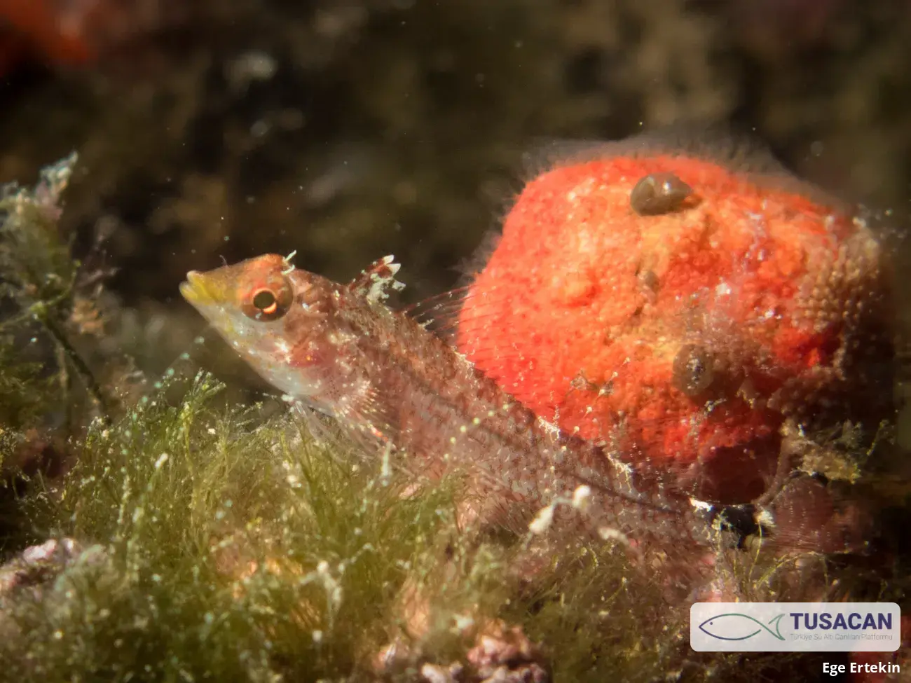 Tripterygion delaisi