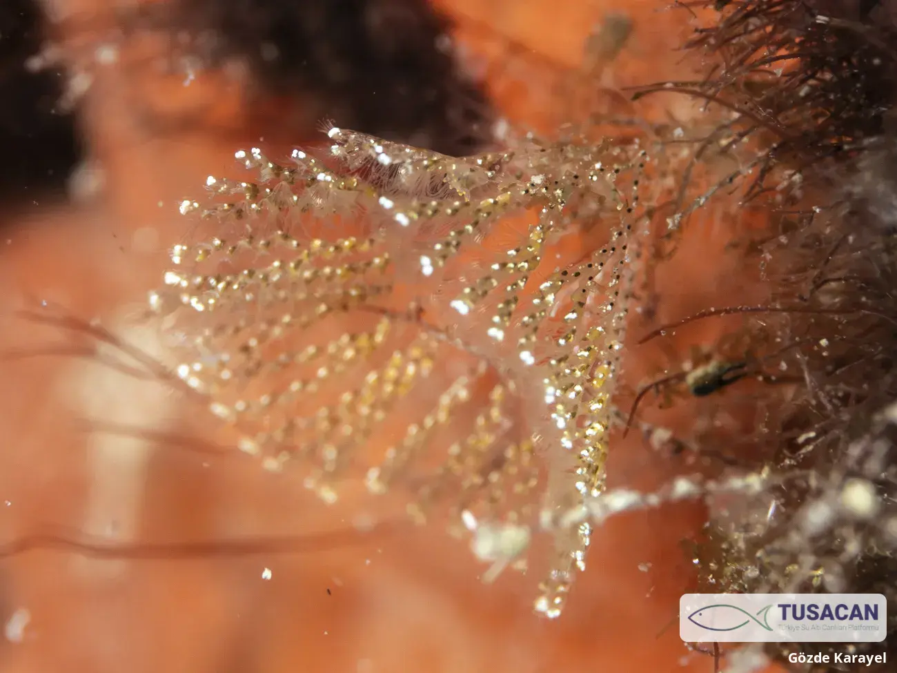 Bryozoa spp.
