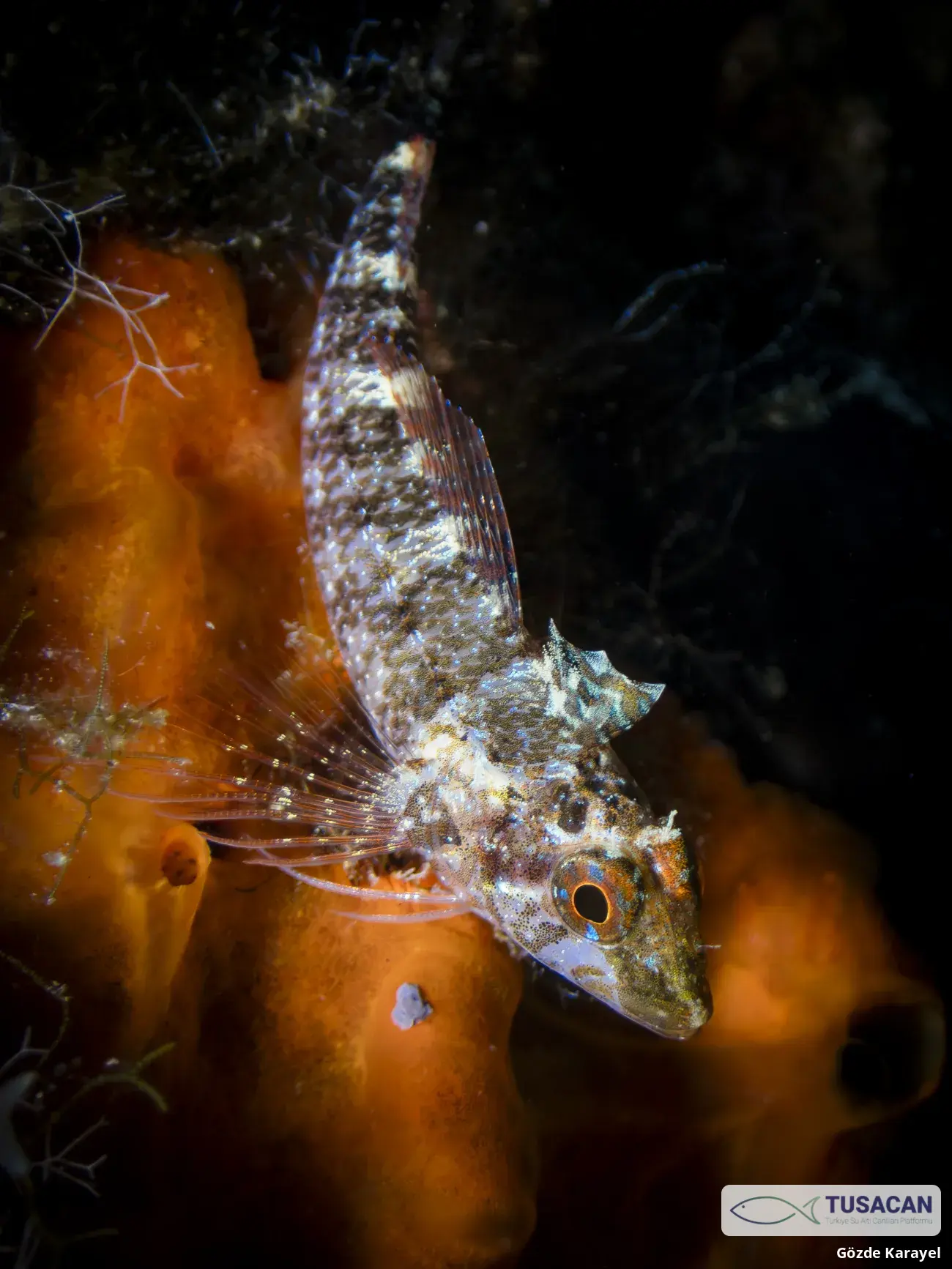 Tripterygion delaisi