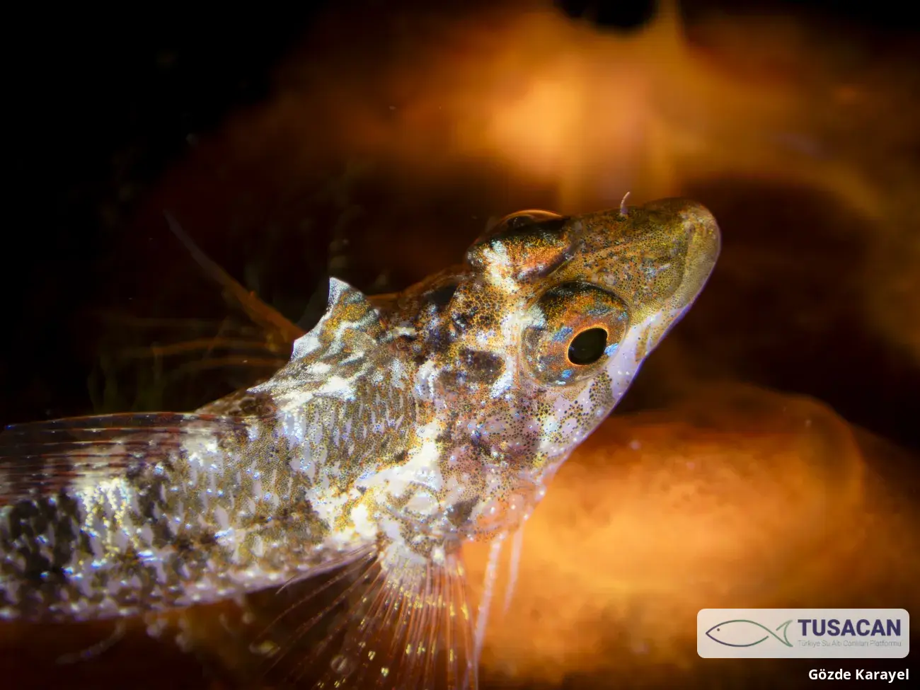 Tripterygion delaisi