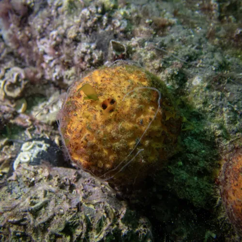 Tethya aurantium