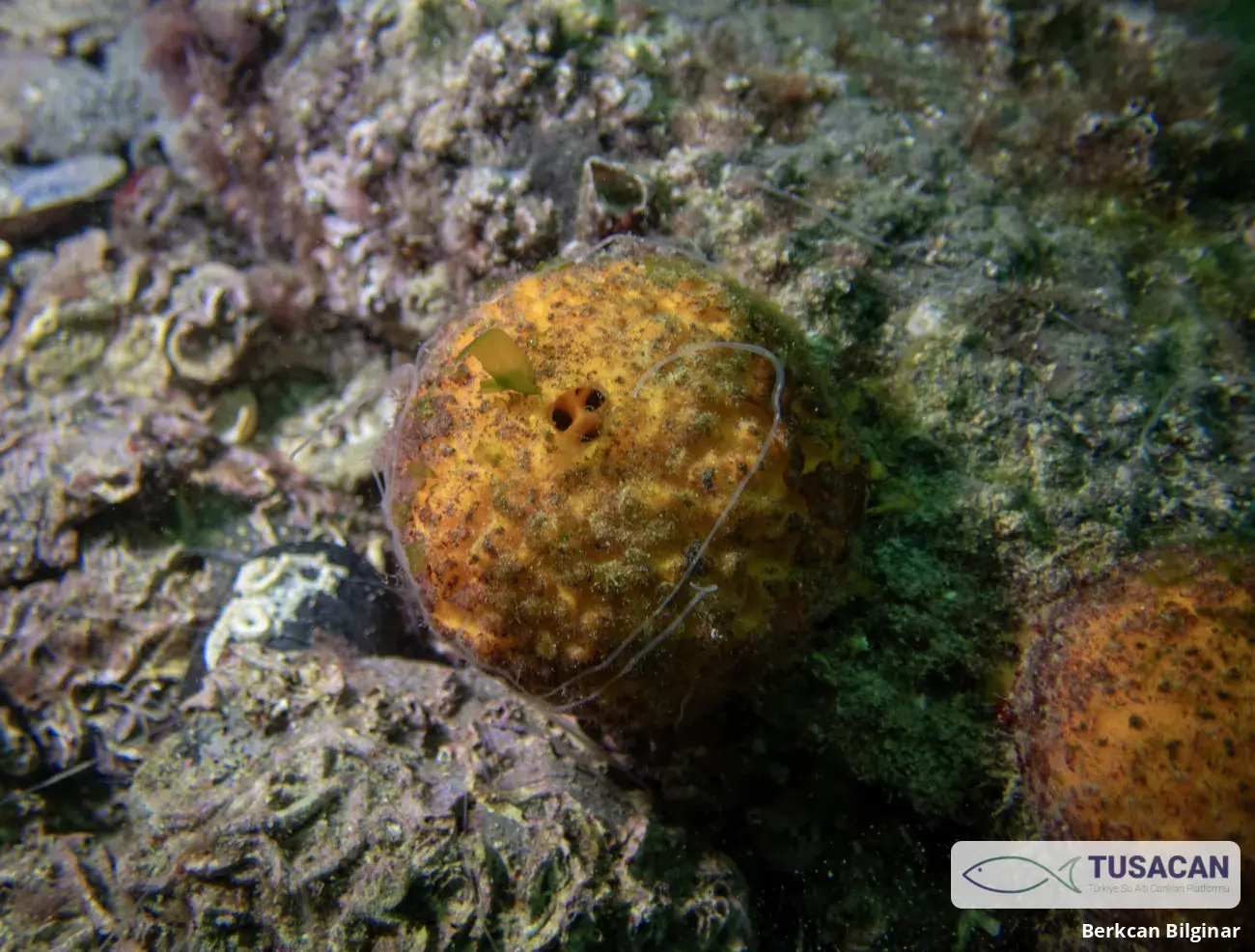 Tethya aurantium