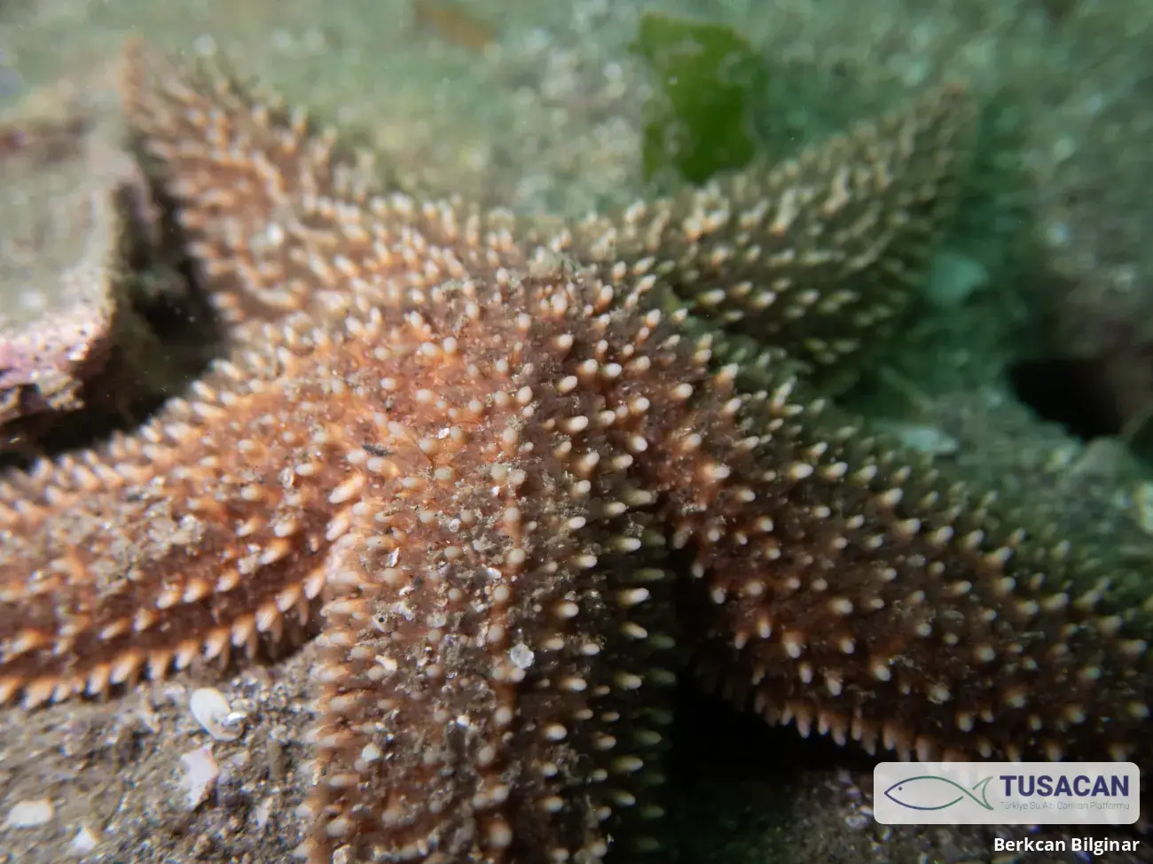 Asterias rubens