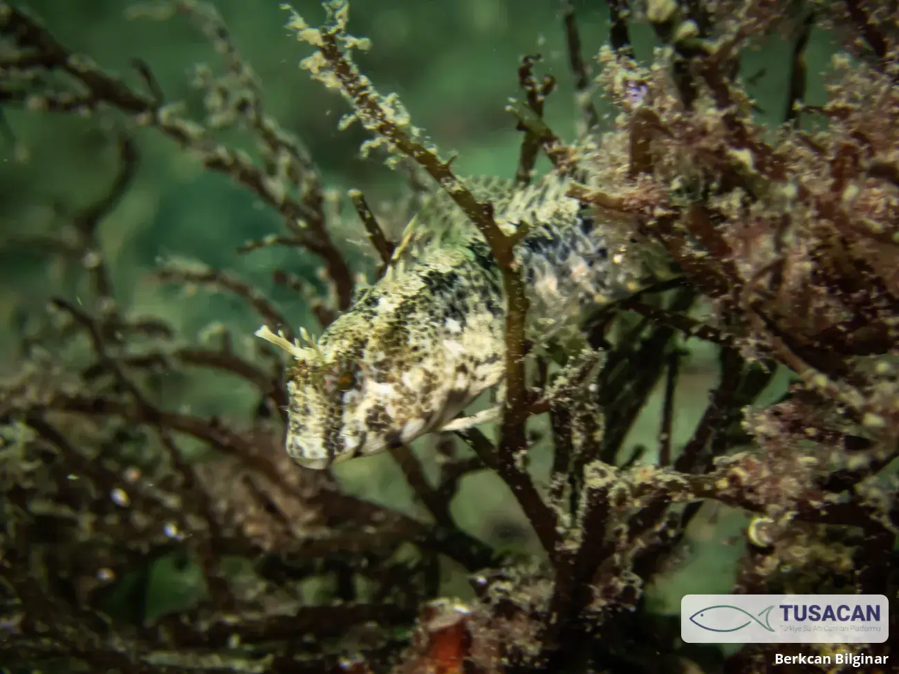 Parablennius tentacularis