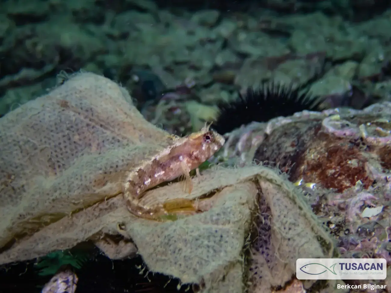 Parablennius tentacularis