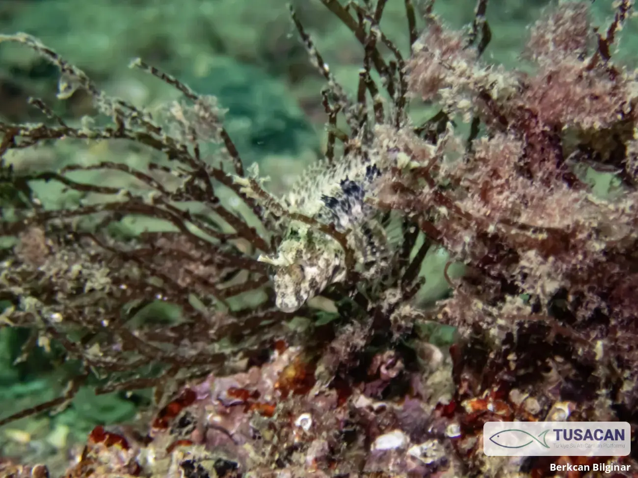 Parablennius tentacularis