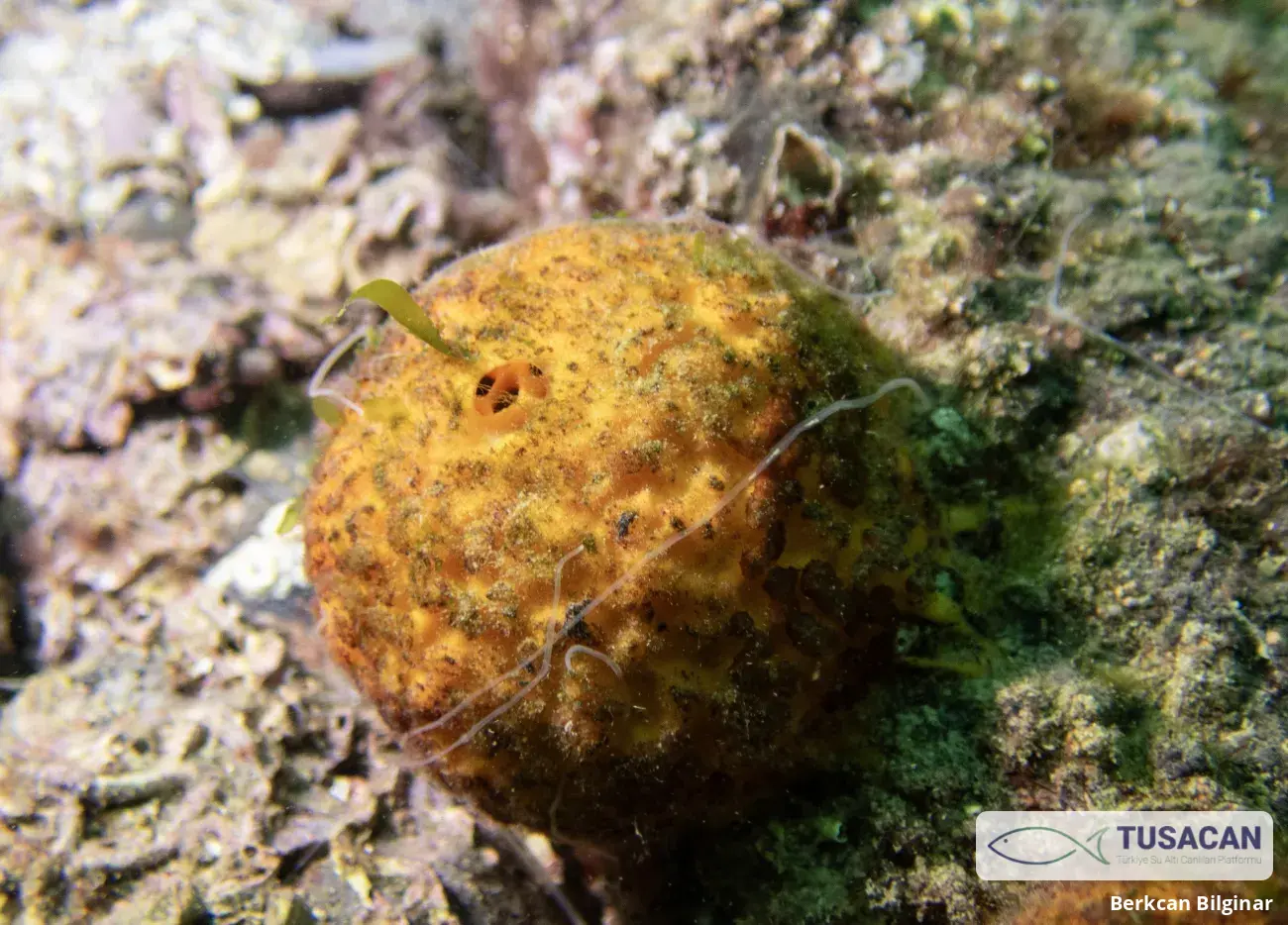 Tethya aurantium